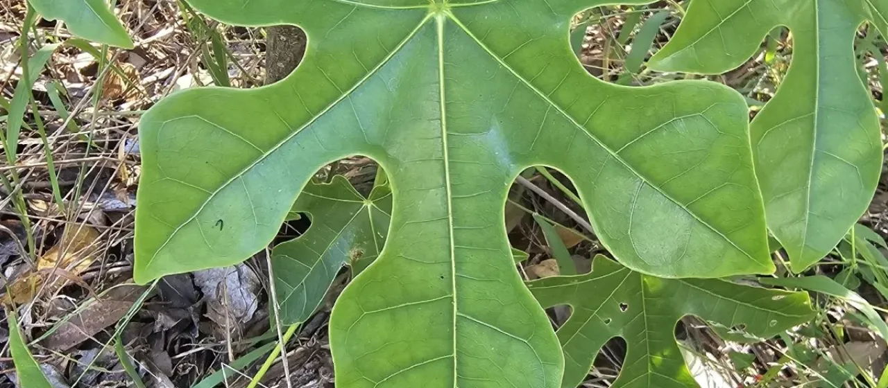Illawarra Flame Tree