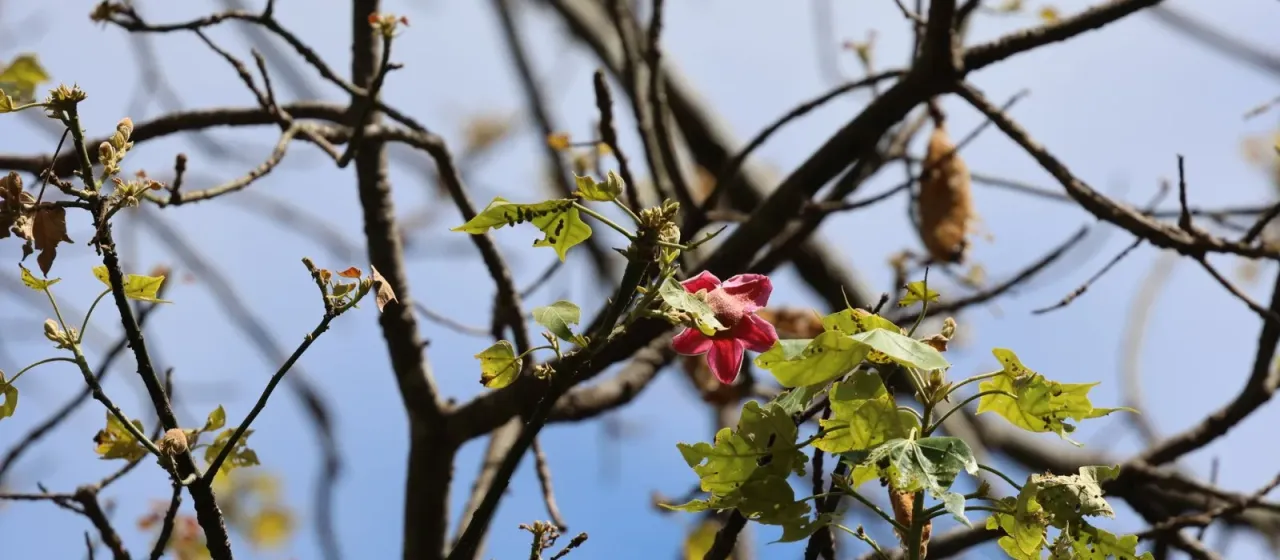 Queensland lacebark