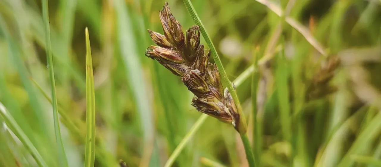 Flat sedge