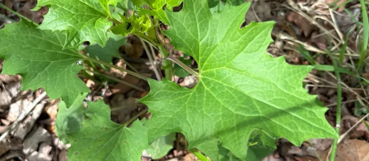 Pale Indian Plantain
