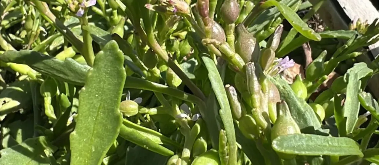 American sea rocket