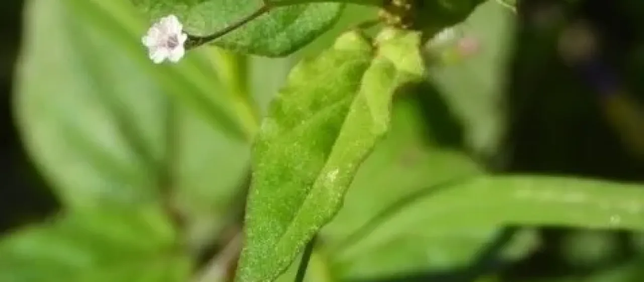 Erect spiderling