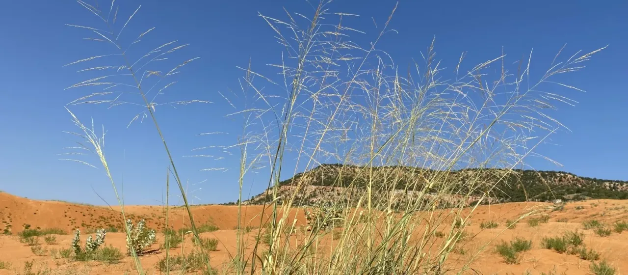 Big sandreed