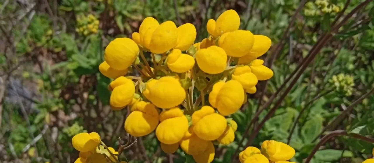 Кальцеолярия морщинистая