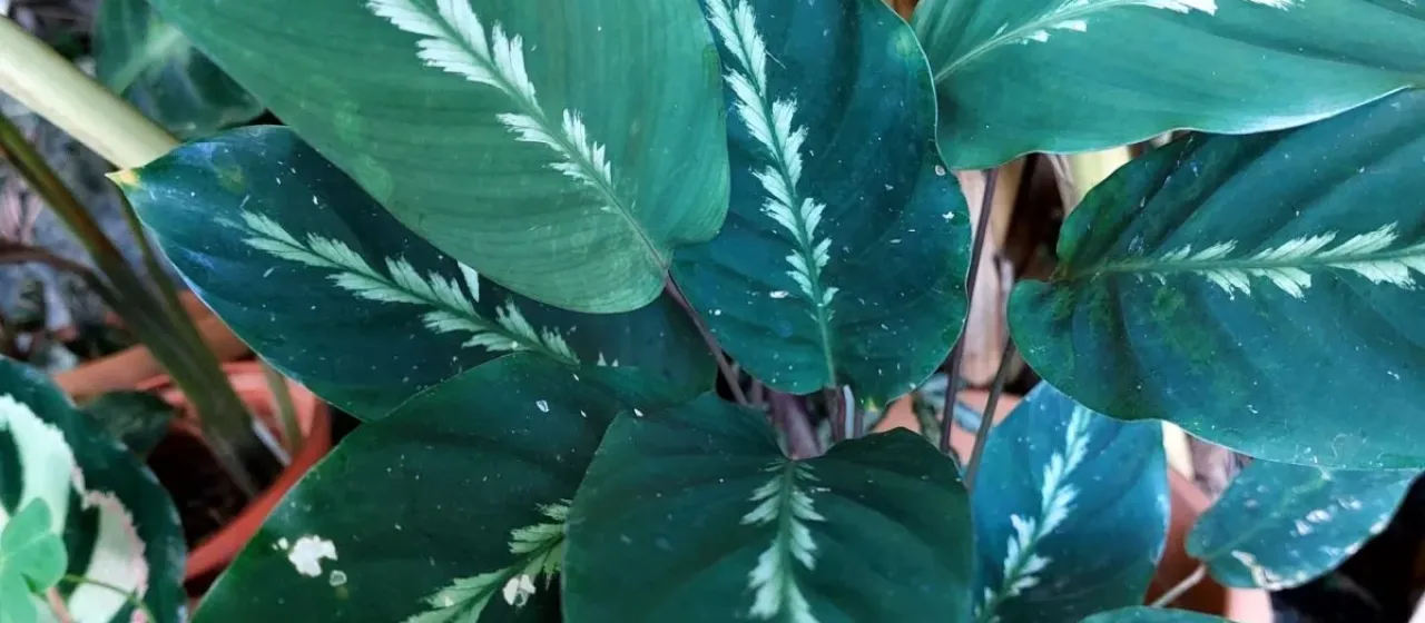 Calathea louisae