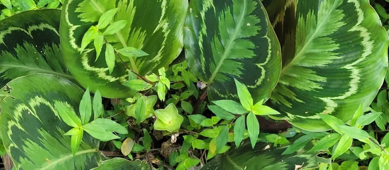 Calathea veitchiana