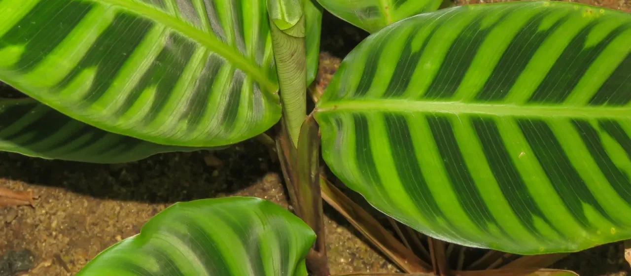 Goeppertia zebrina