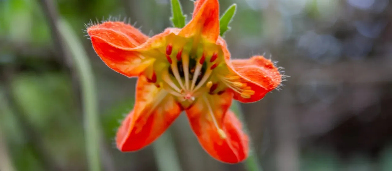Caiophora lateritia