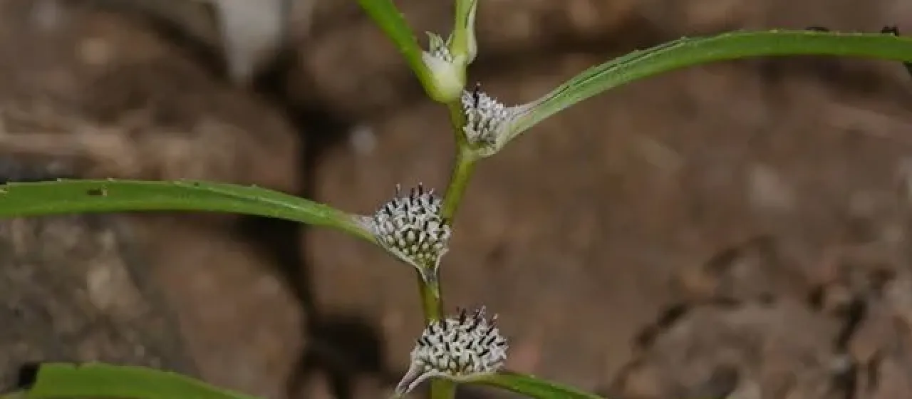 Caesulia axillaris