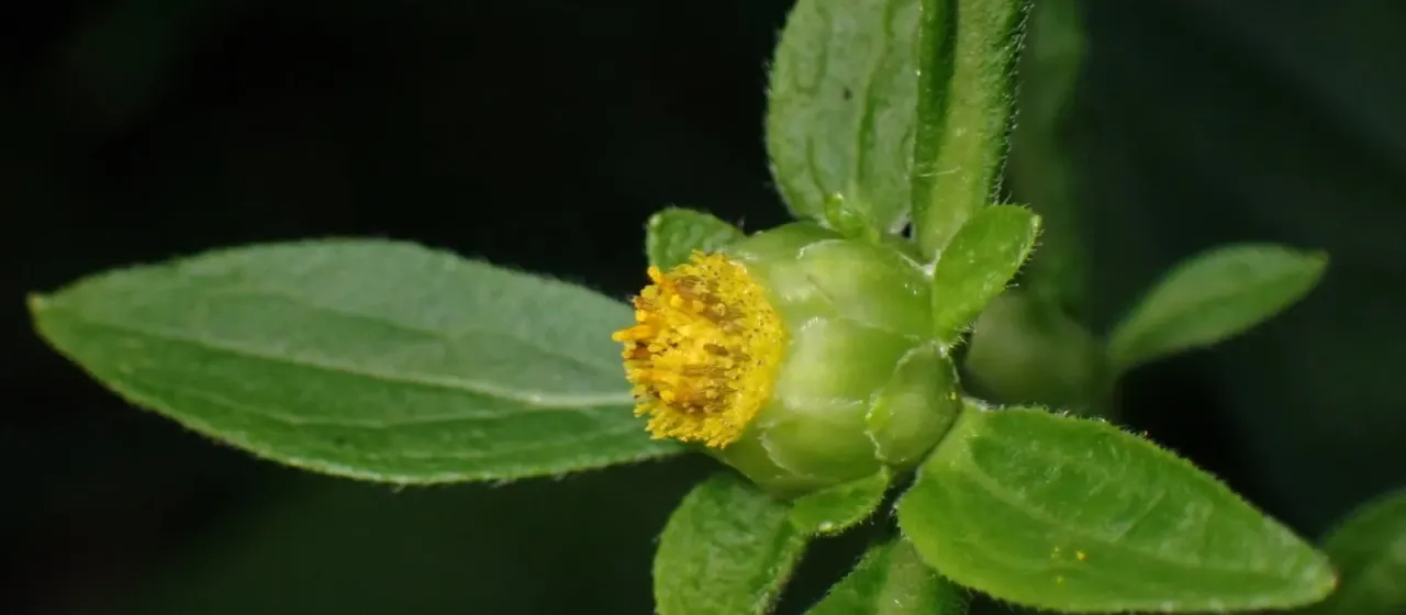 Carpesium abrotanoides