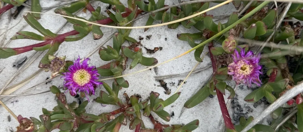 Carpobrotus aequilaterus