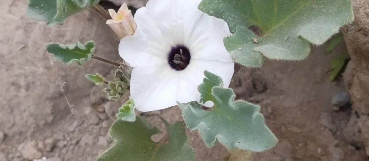 Cacabus maritimus