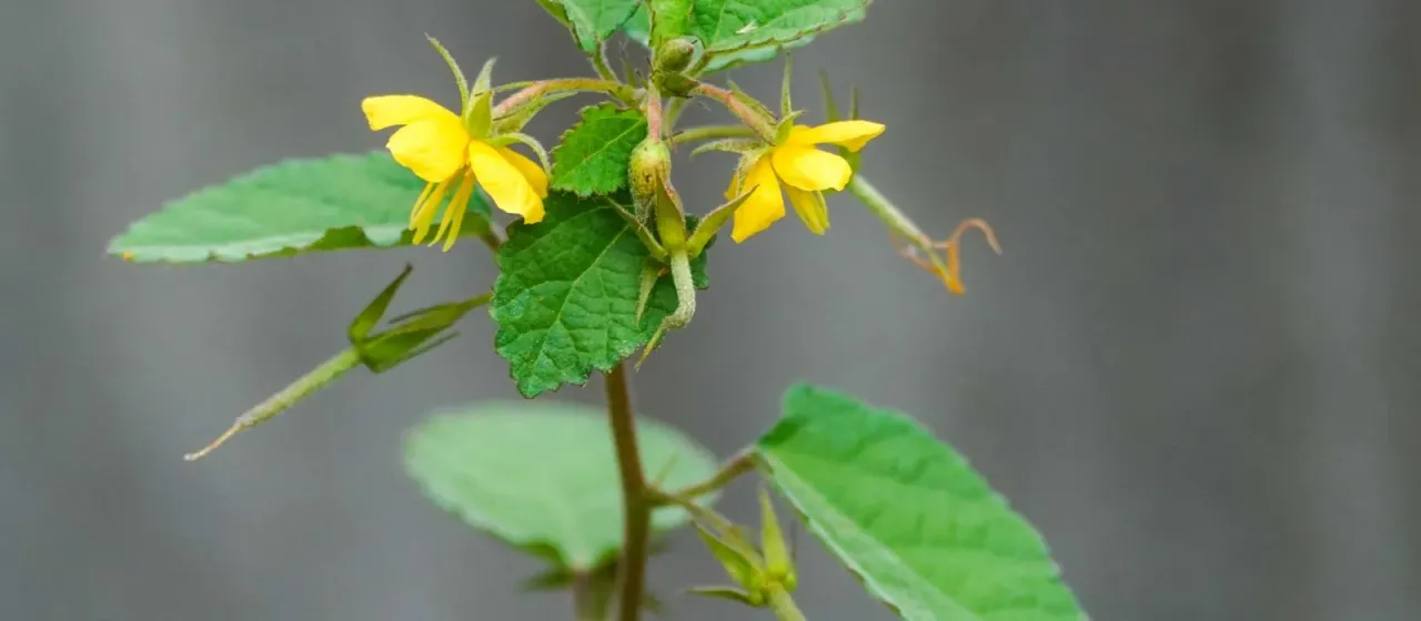 Corchoropsis crenata