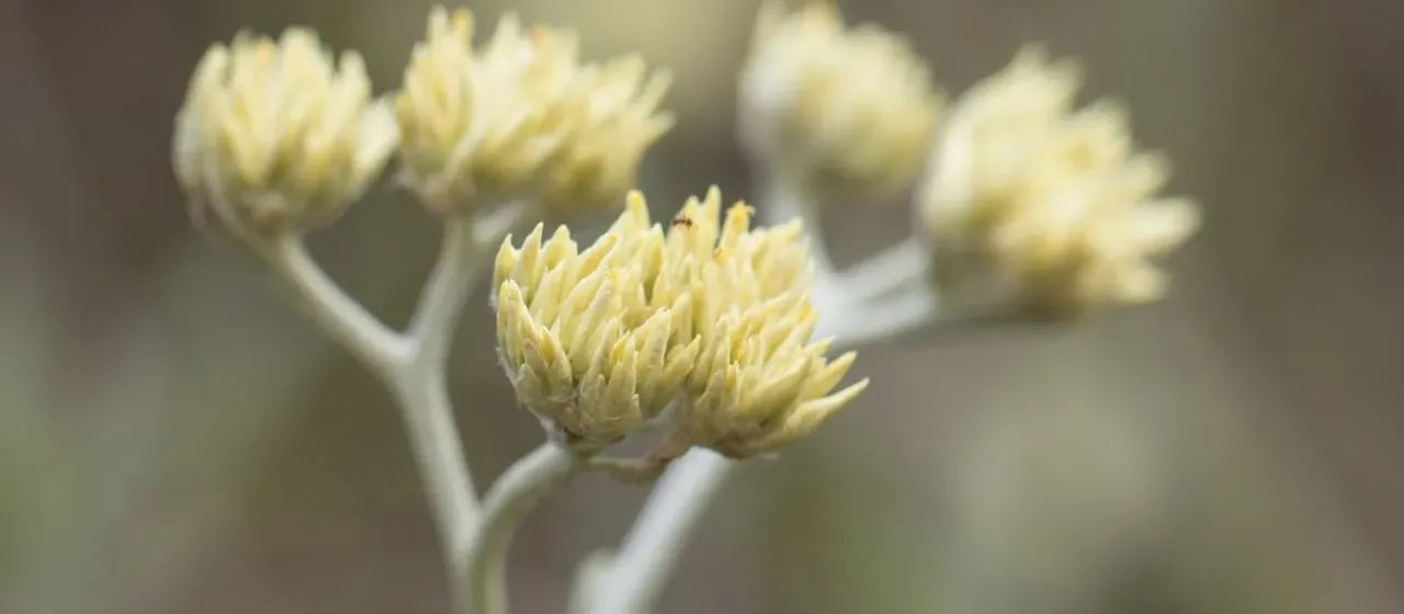 Achyrocline satureioides
