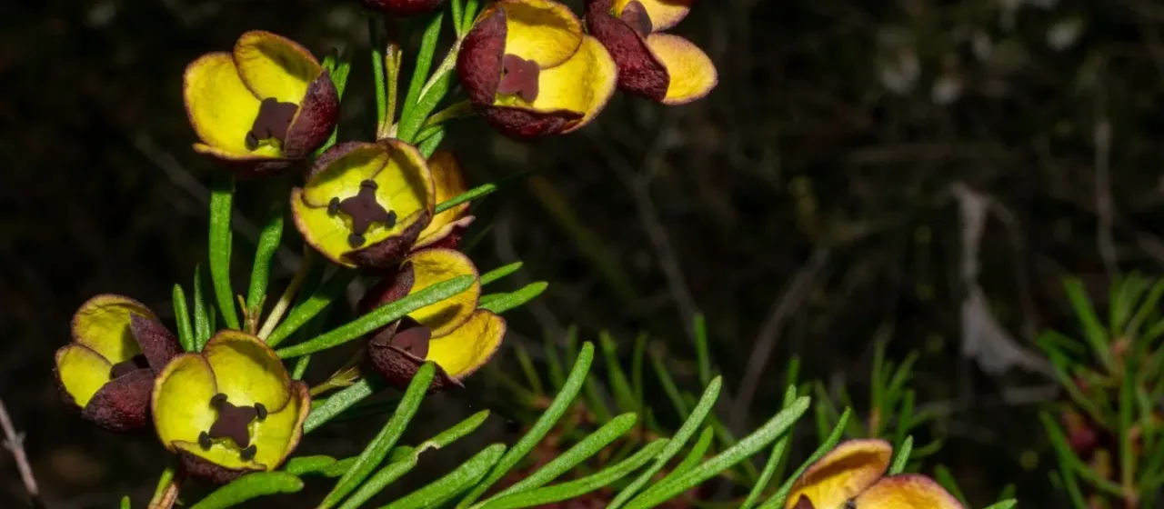 Brown boronia