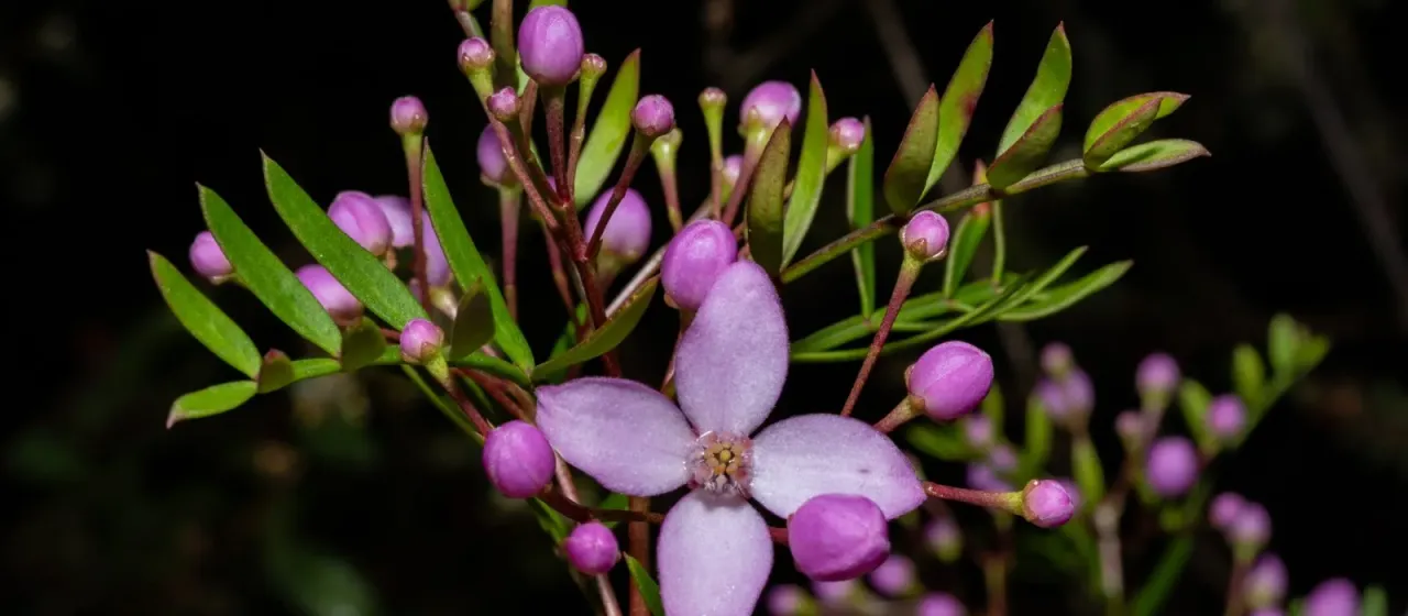 Pinnate boronia