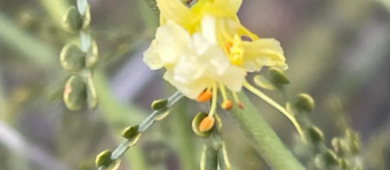 Паркинсония мелколистная