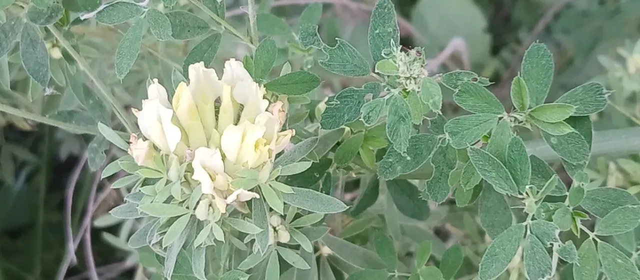 White broom