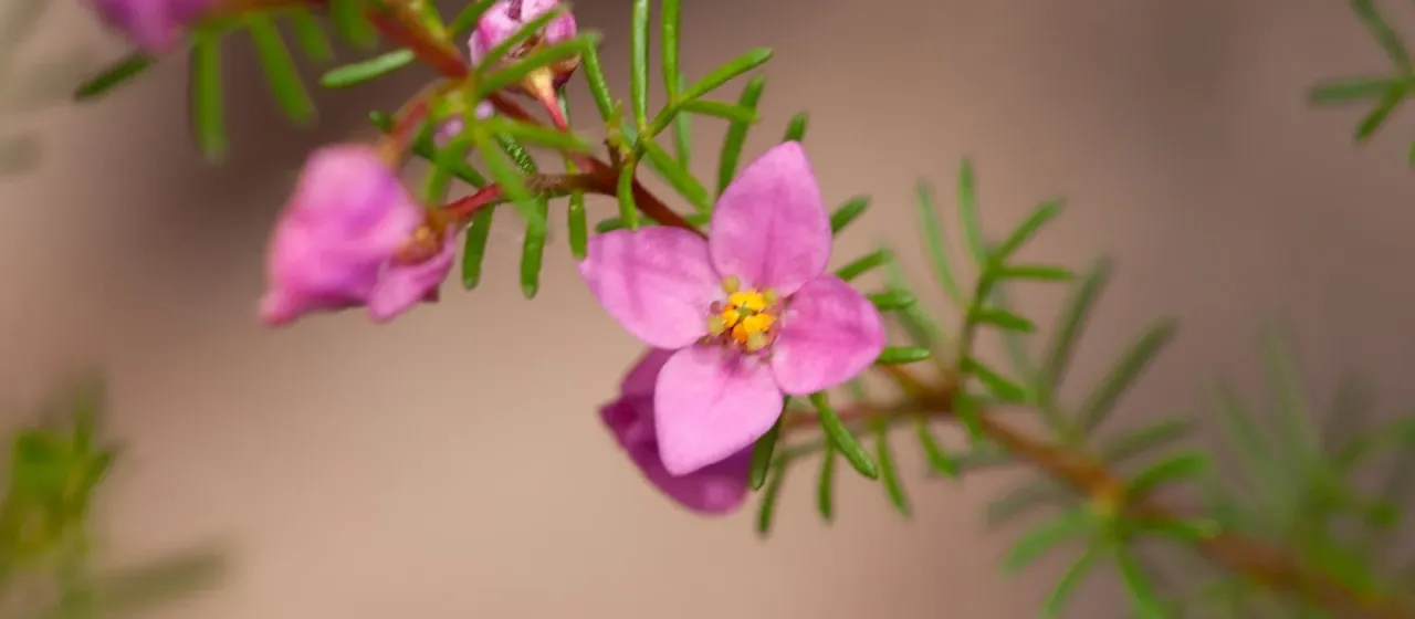 Boronia pulchella