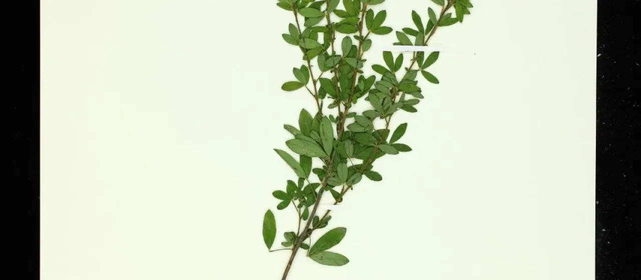 Roche's Broom