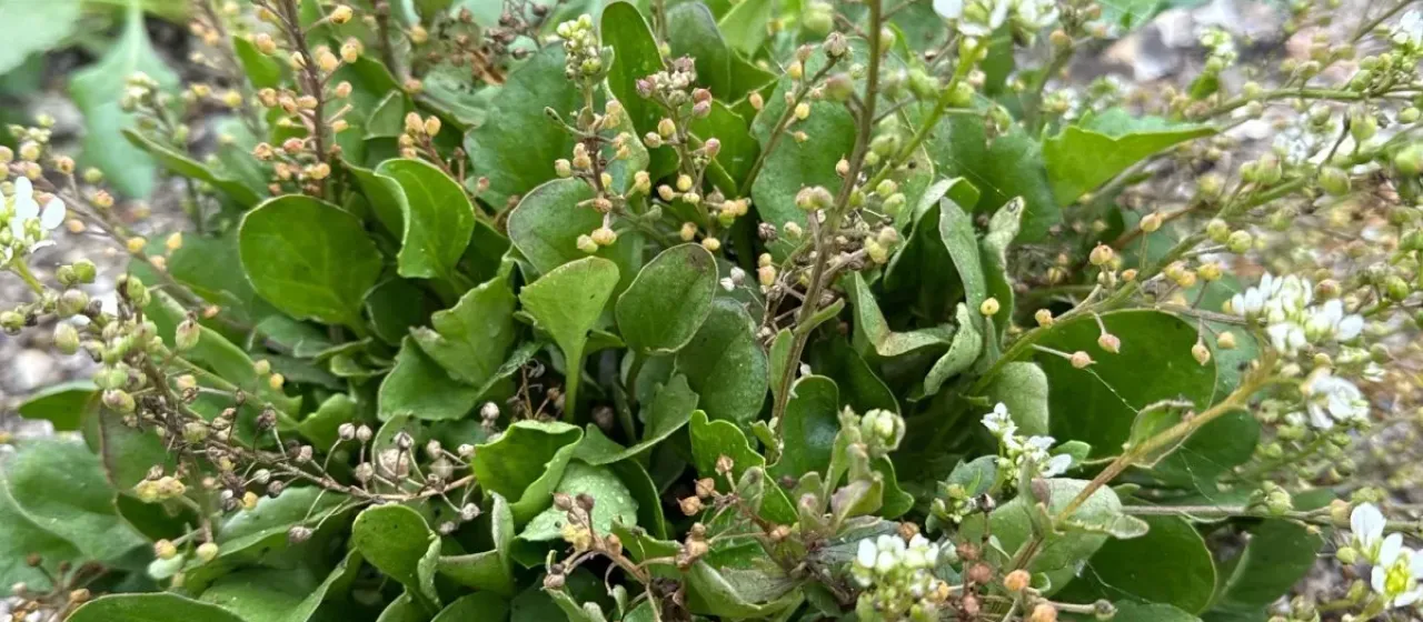English scurvygrass