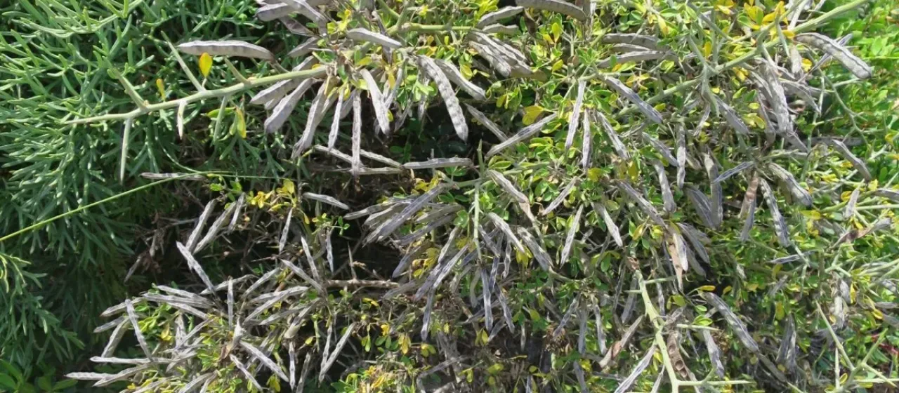 Spiny broom