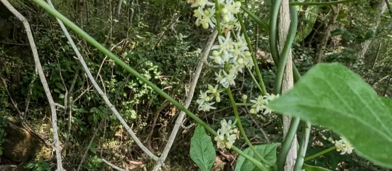 Calycocarpum lyonii