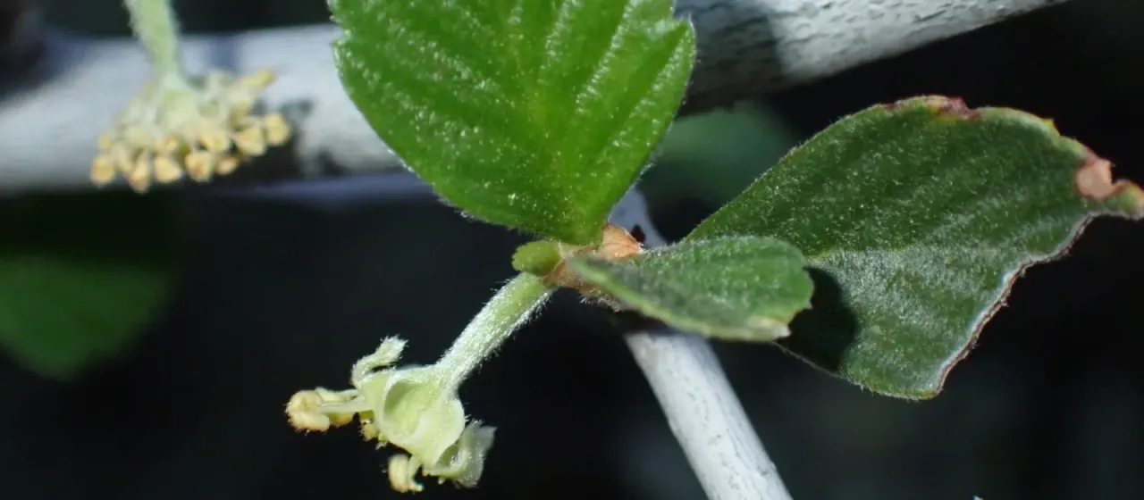 Birchleaf mountain mahogany