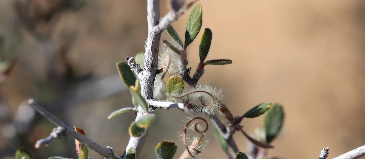 Cercocarpus breviflorus