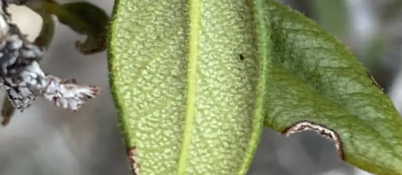 Curl-leaf mountain mahogany