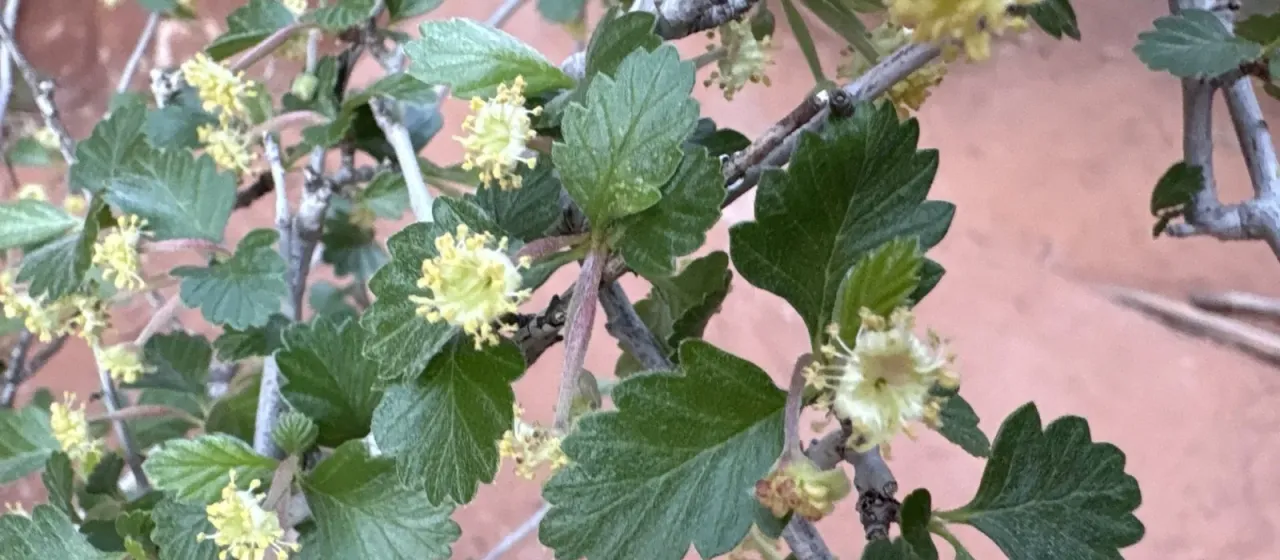 Mountain mahogany