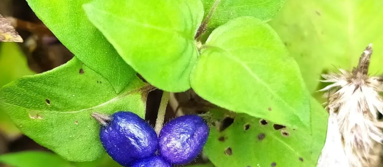 Coccocypselum guianense
