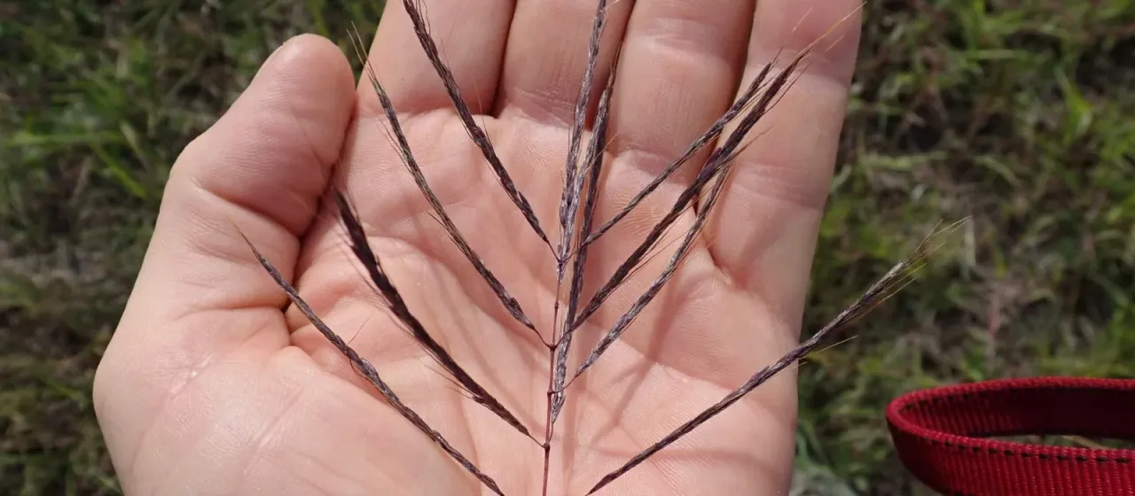 Caucasian bluestem
