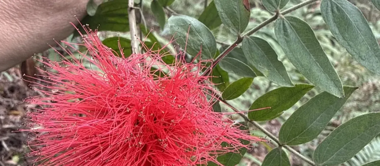 Pink Powder Puff