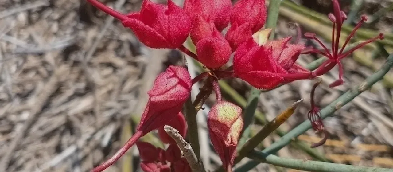 Cadaba aphylla
