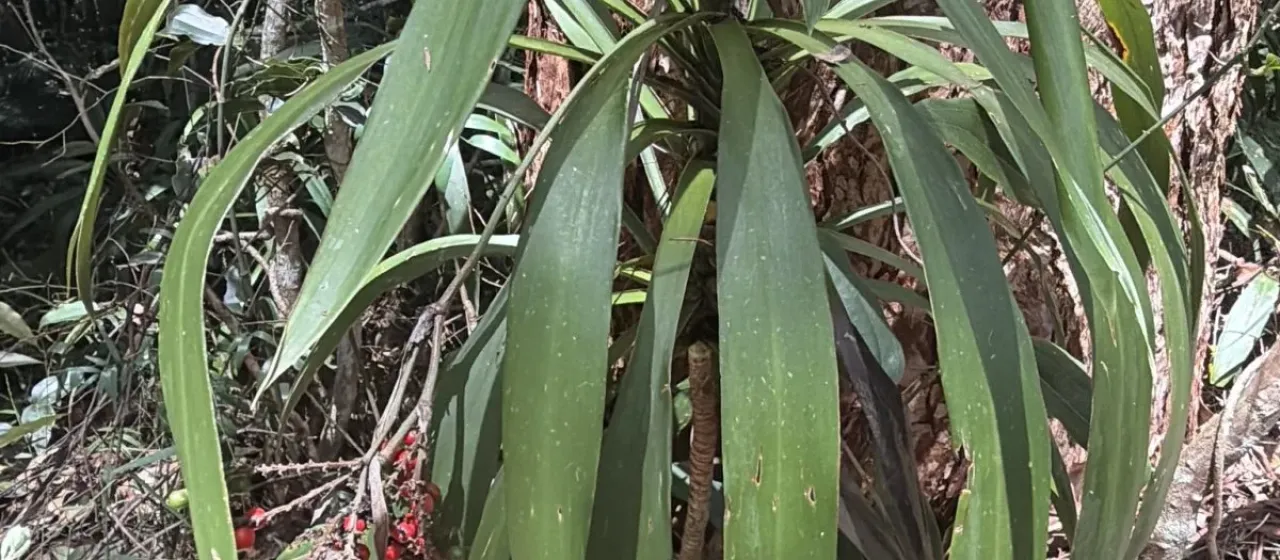 Red-leaved Palm Lily