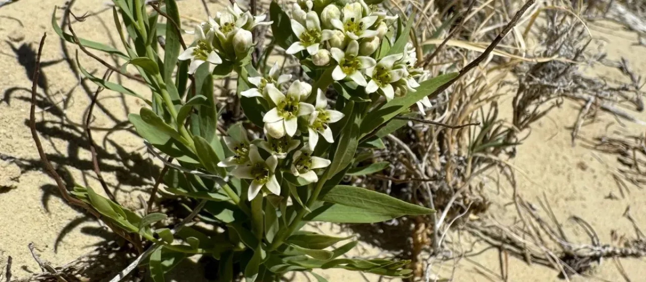 Bastard toadflax