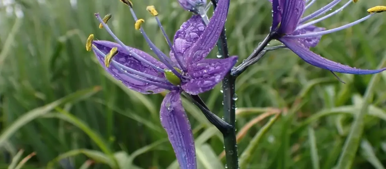 Camassia quamash