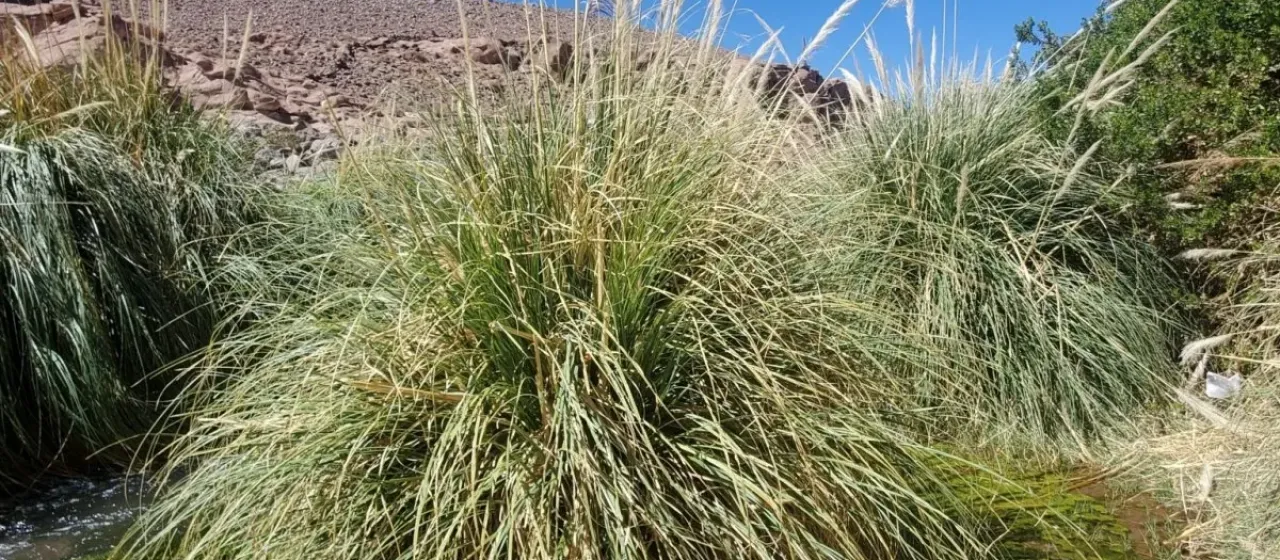 Cortaderia atacamensis