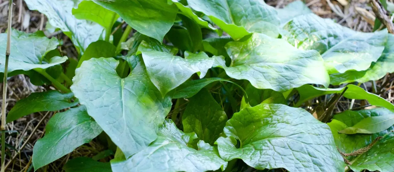 Cardiocrinum cordatum