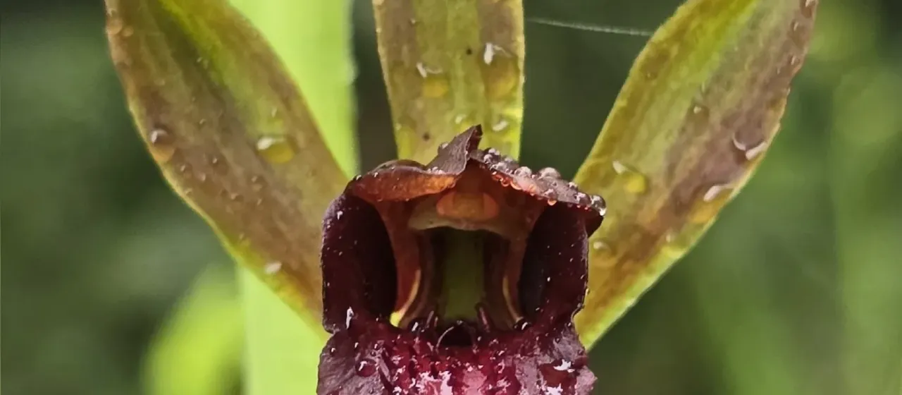 Eulophia alta