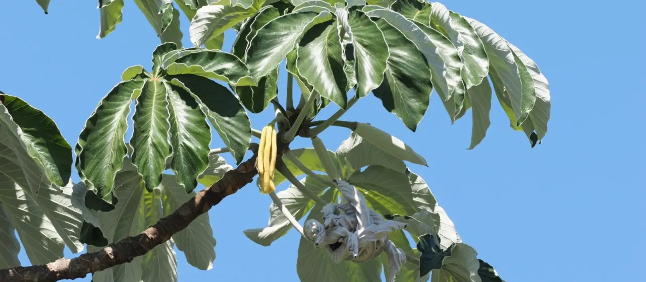 Cecropia pachystachya
