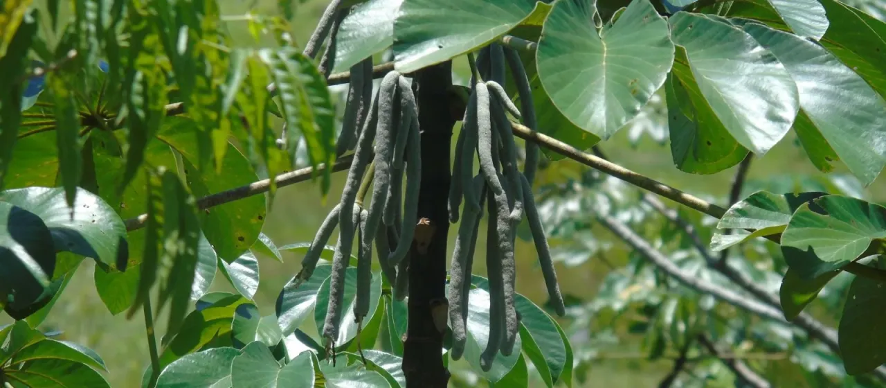Cecropia lyratiloba