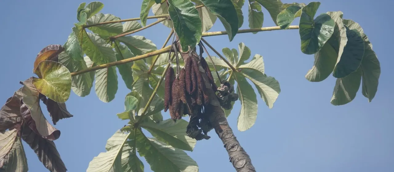 Cecropia palmata