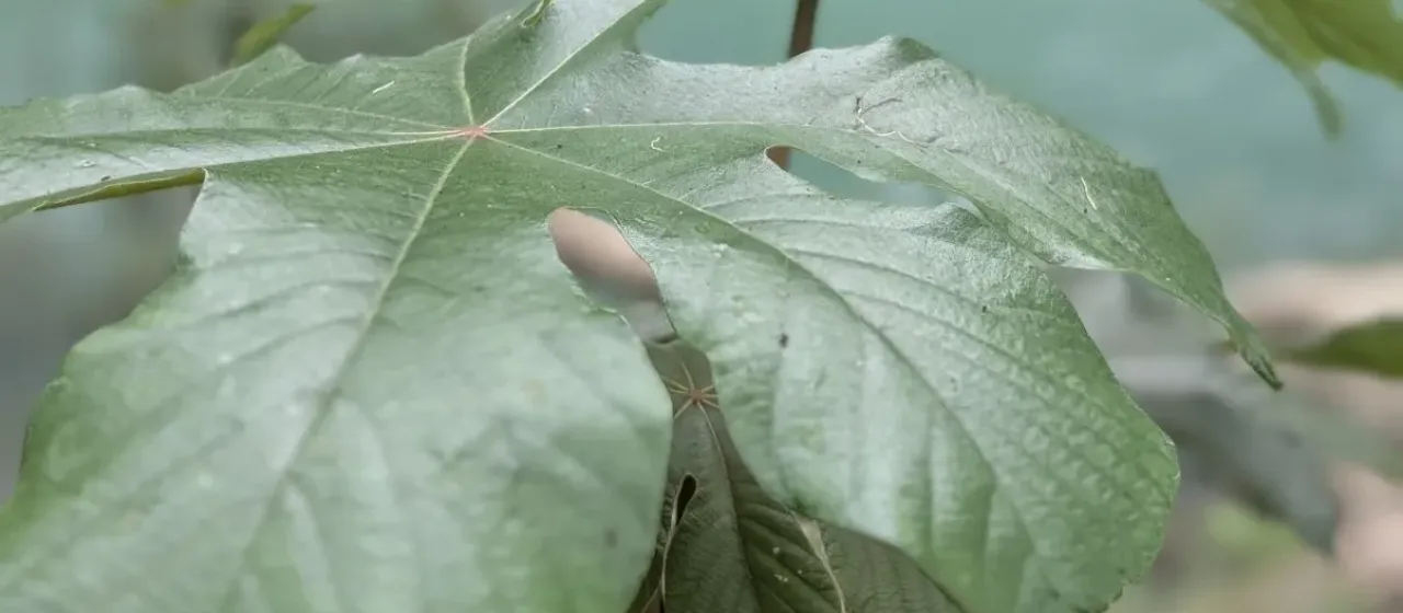 Cecropia peltata