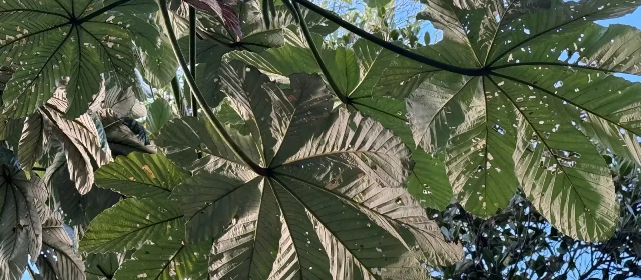 Cecropia schreberiana