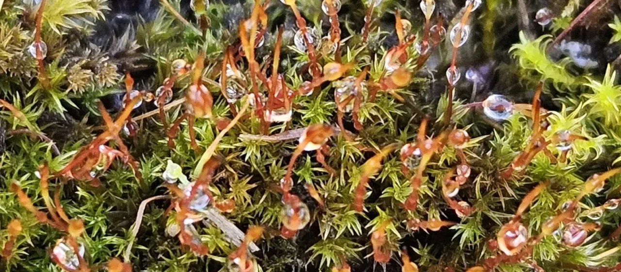Ceratodon moss