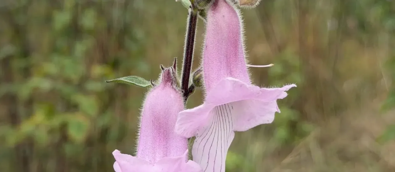 Ceratotheca triloba