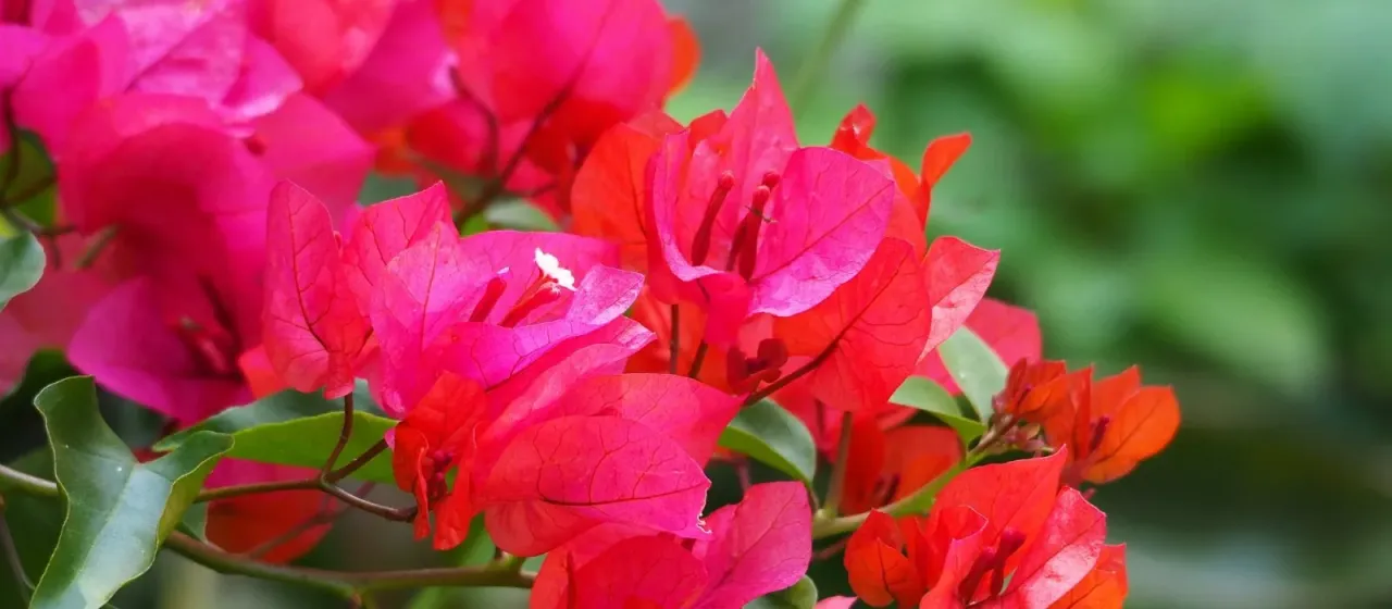 Great bougainvillea