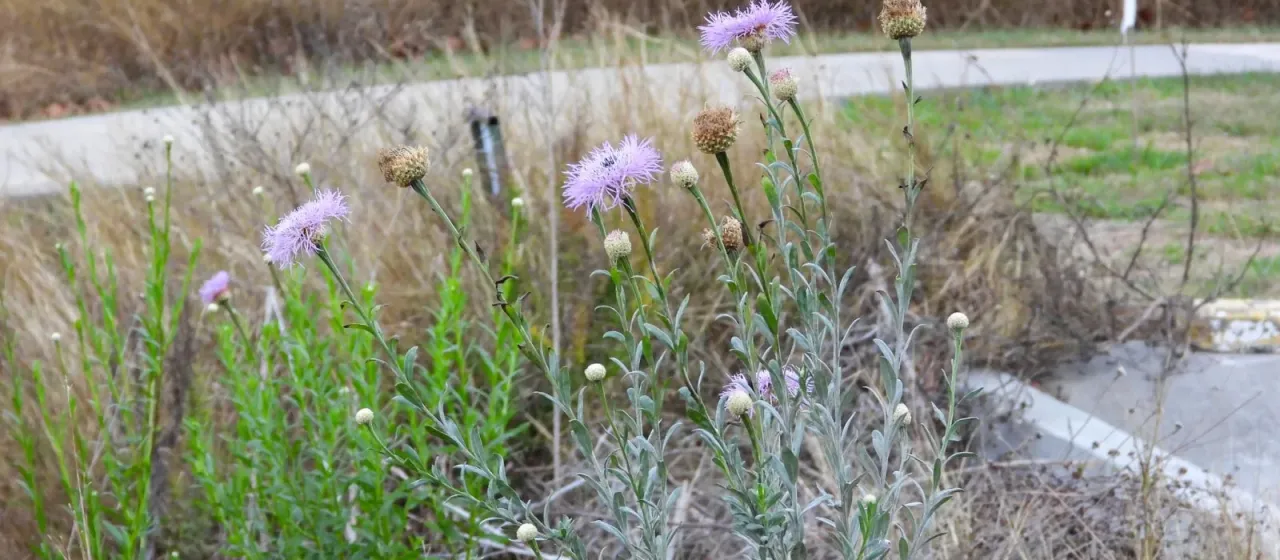 American basketflower